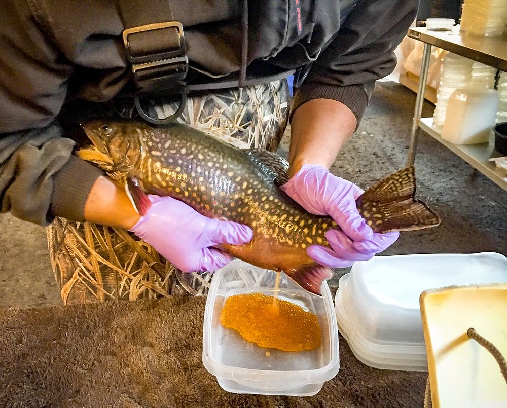 Coaster brook trout spawning-egg collectionPhoto by Mallory Mackey/USFWS. Original public domain image from Flickr