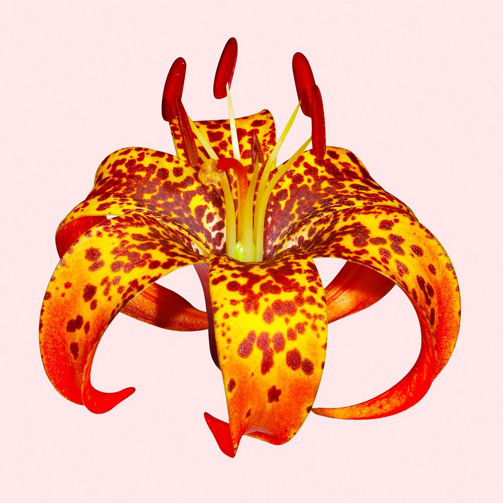 Turk's-cap lily, orange flower clipart