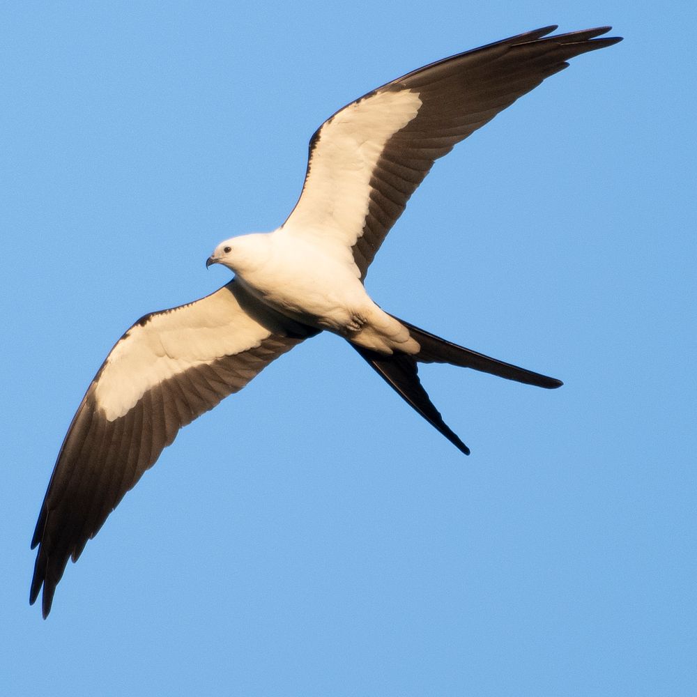 Swallow-tailed KitePhoto by Grayson Smith/USFWS. Original public domain image from Flickr