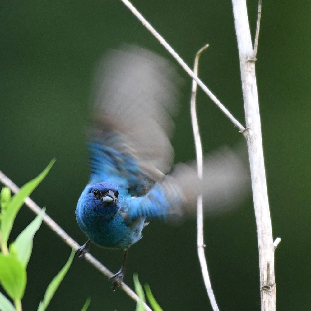 Indigo BuntingPhoto by Grayson Smith/USFWS. Original public domain image from Flickr