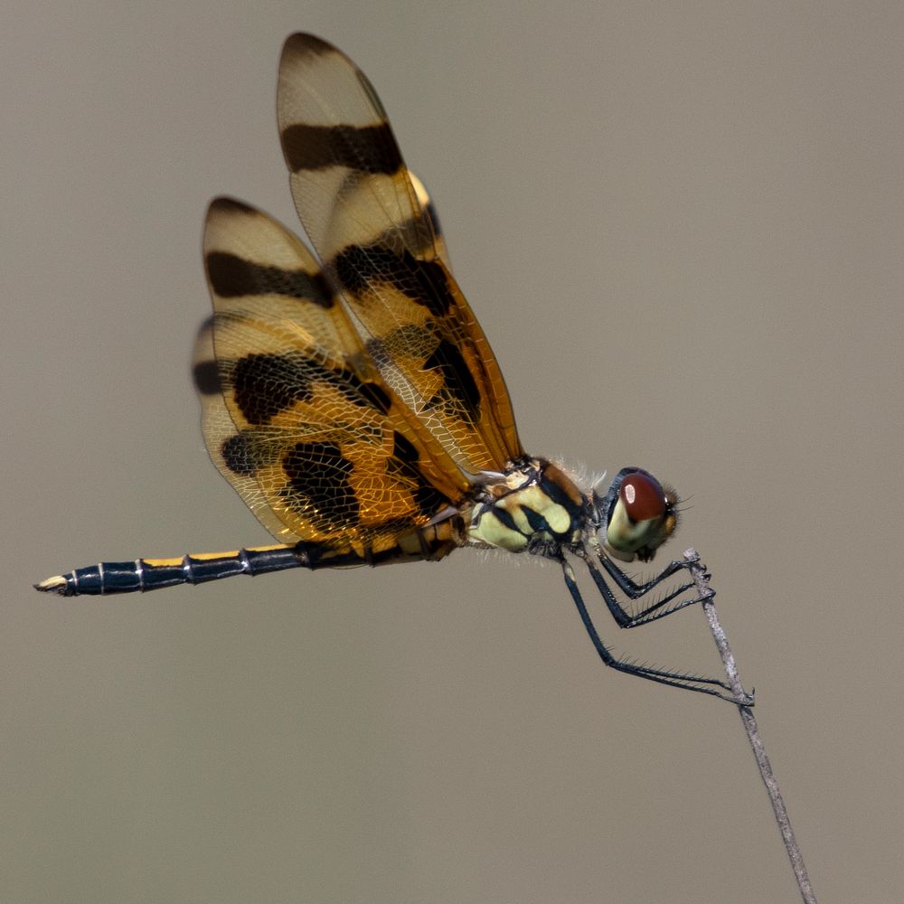 Halloween Pennant. Original public domain image from Flickr