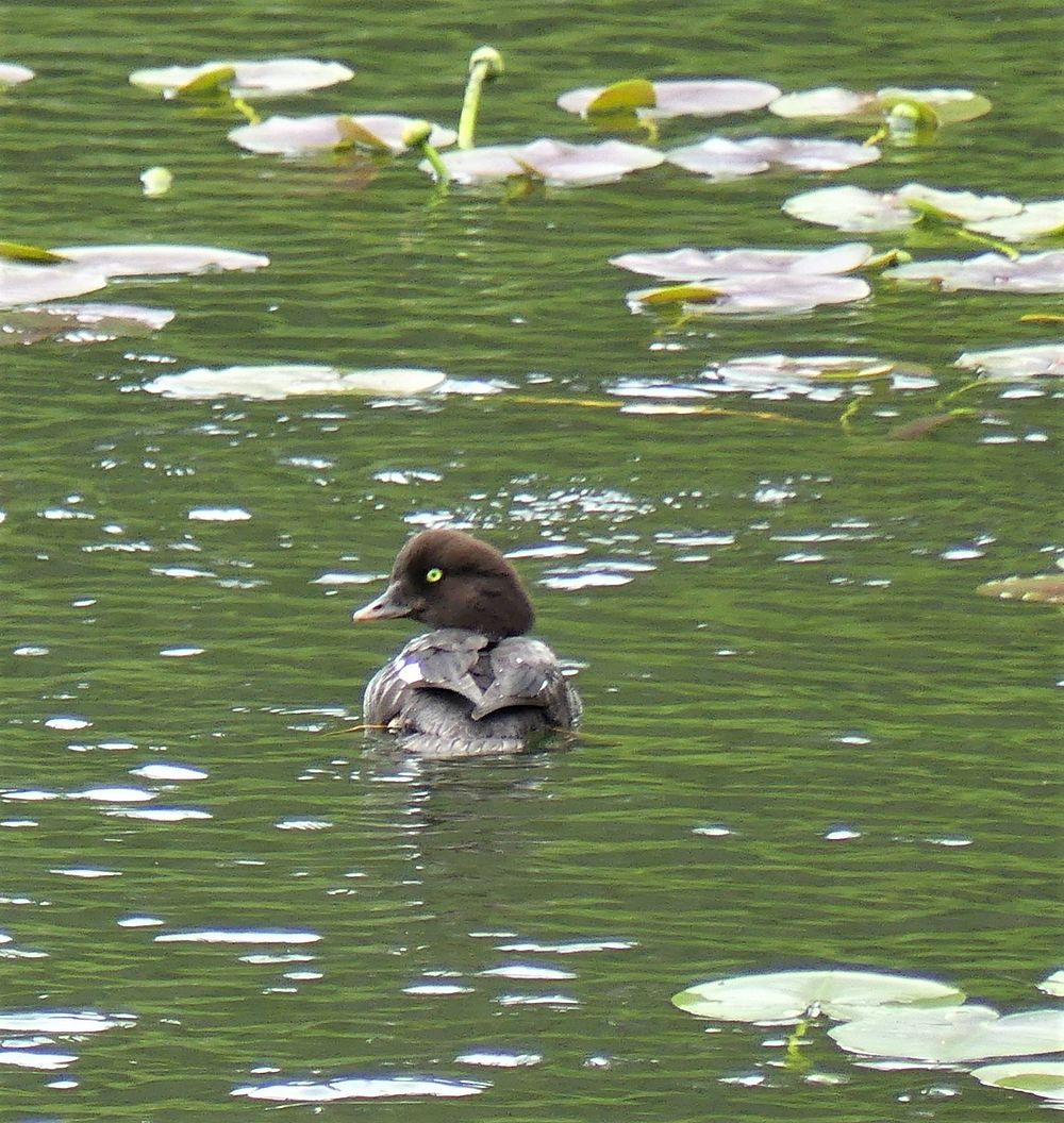 Colville NF Fish Lake June 2020 by Sharleen Puckett 5A female common goldeneye swims with her chicks on Fish Lake. Fish Lake…