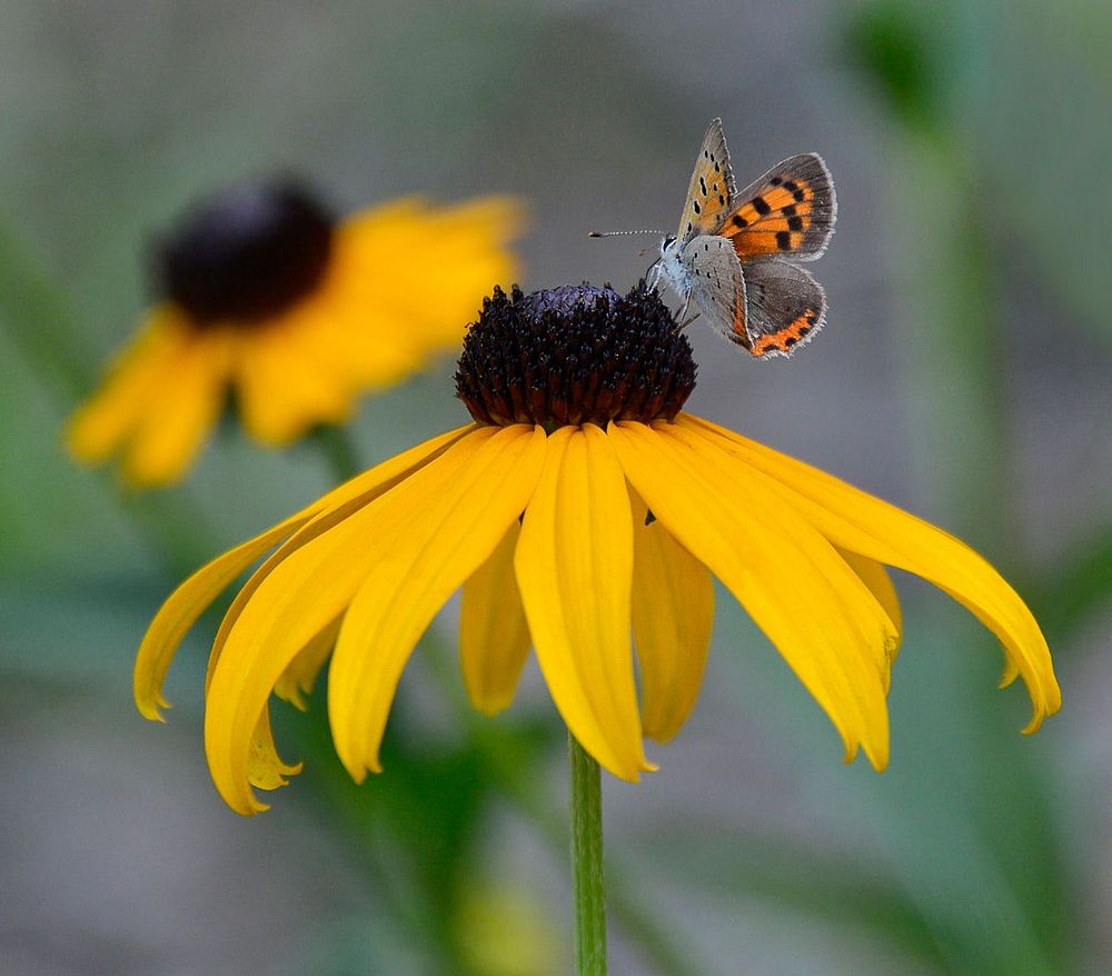 American copper butterfly on black-eyed susan. Original public domain image from Flickr
