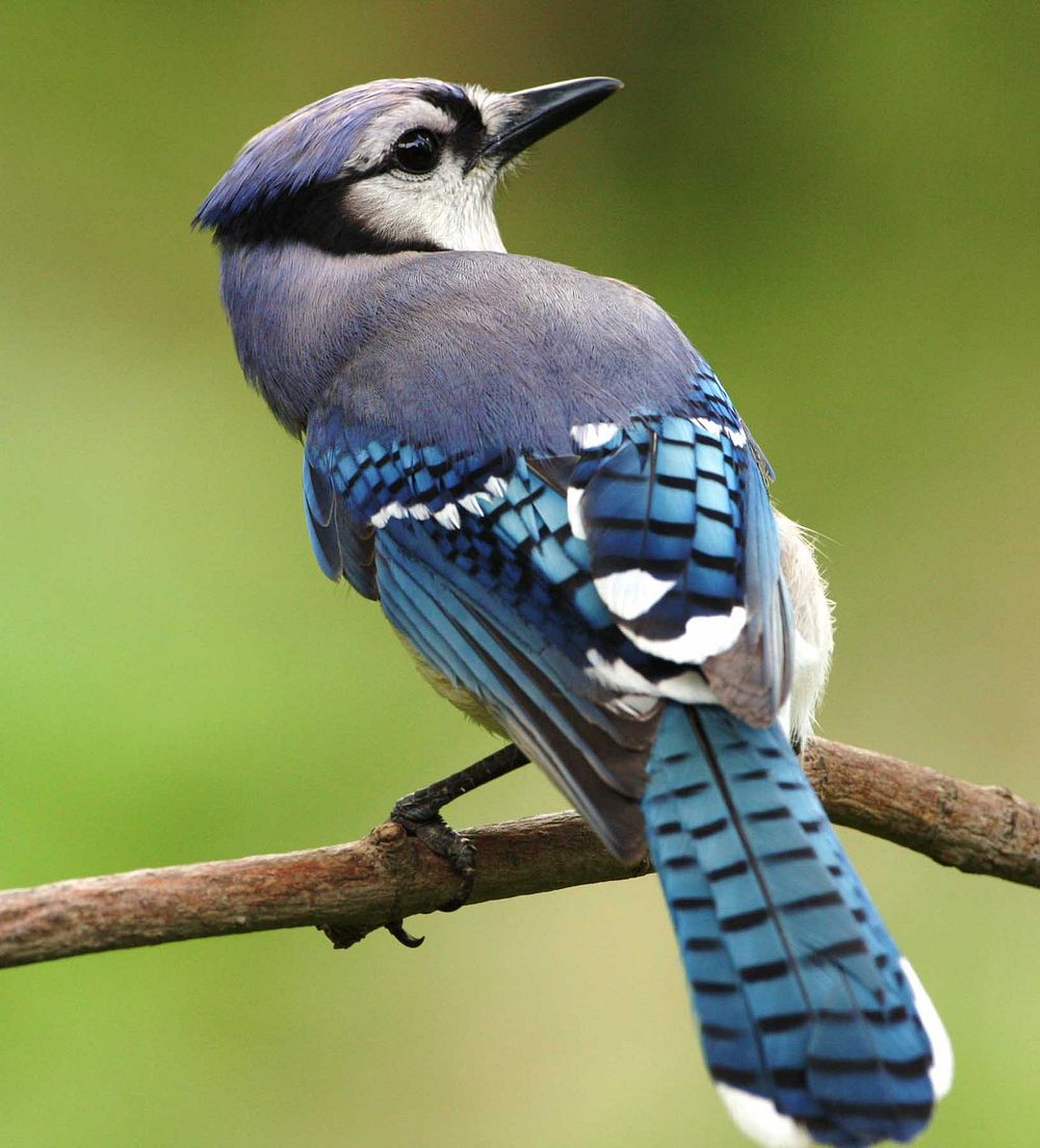 Blue jay. Original public domain image from Flickr
