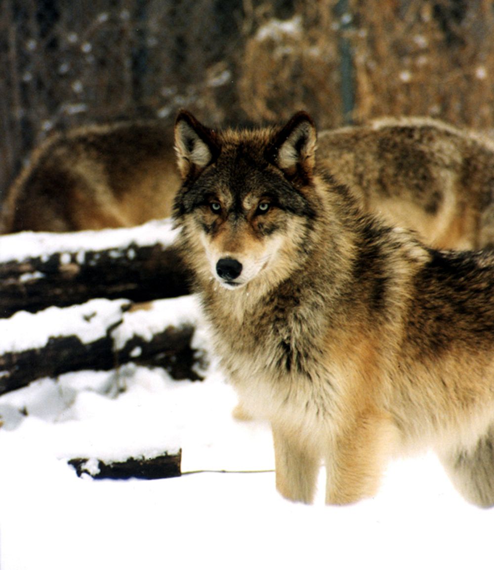 Gray wolves standing in snow. Original public domain image from Flickr