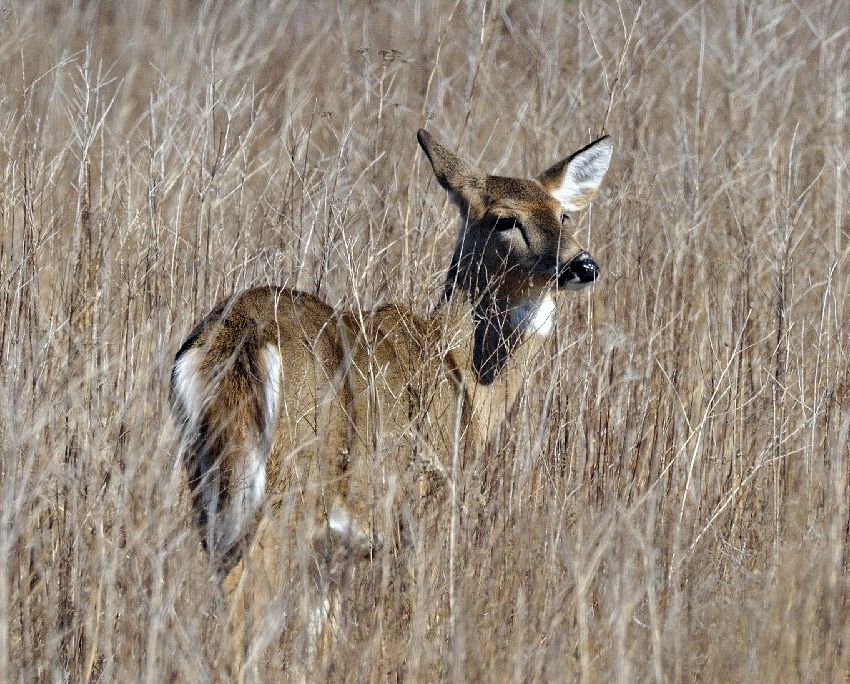 White-tailed Deer in dried grass.  Original public domain image from Flickr