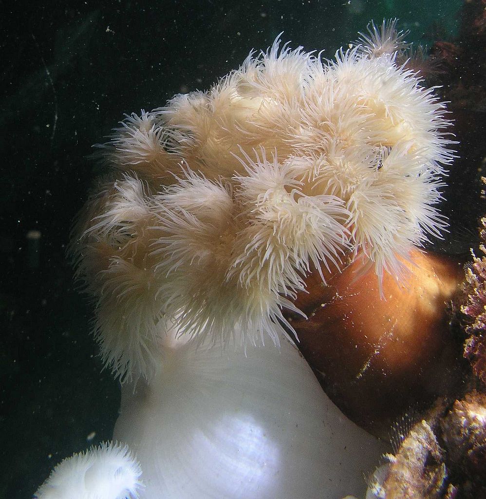 February 2, 2012 Puget Sound, plumose anemone.