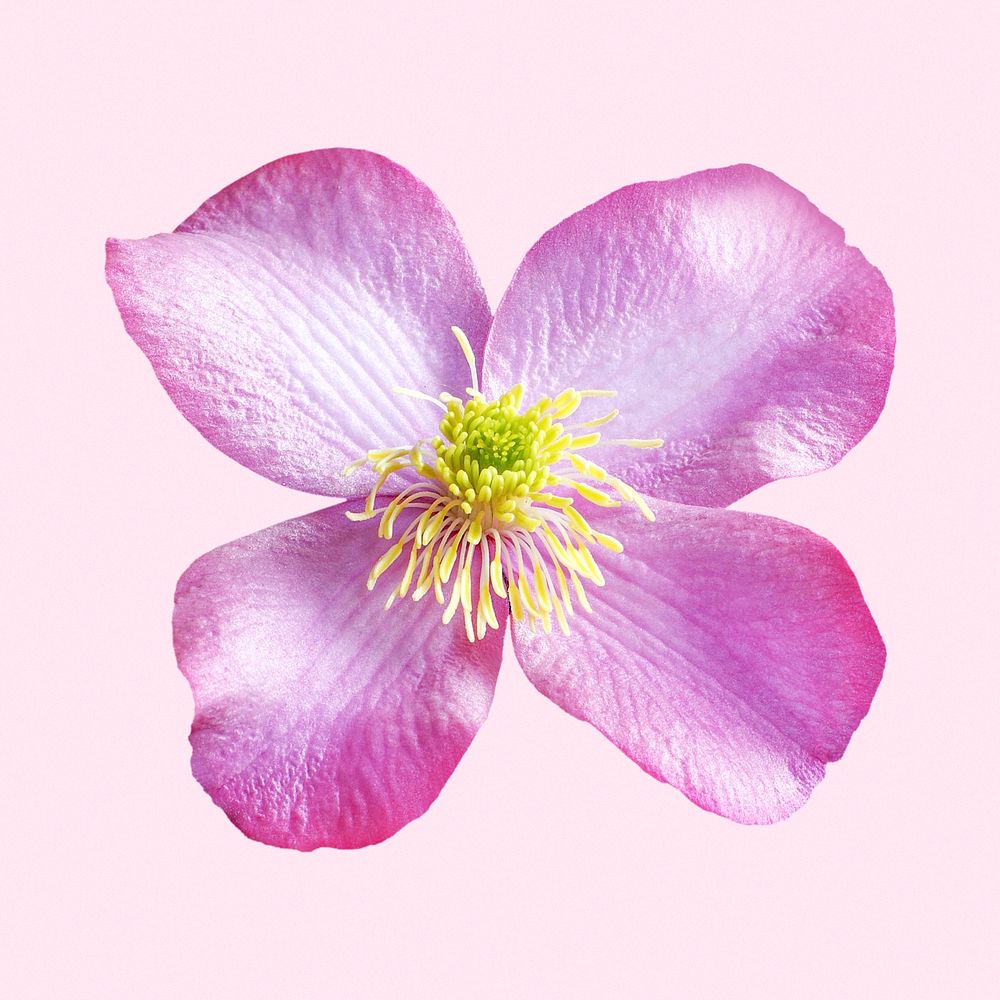 Pink clematis montana elizabeth, flower clipart