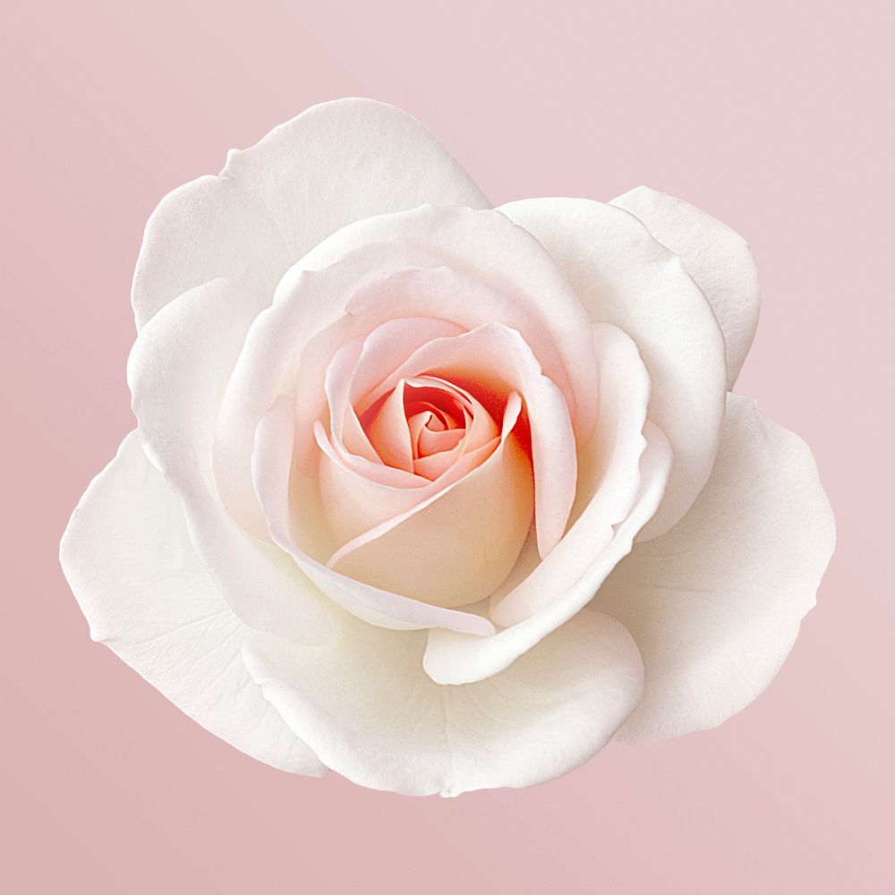 White rose, flower clipart psd