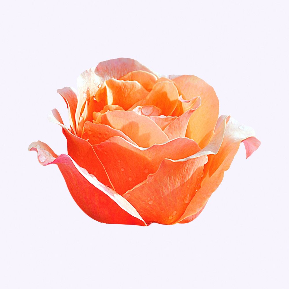 Orange hybrid tea rose, flower collage element psd
