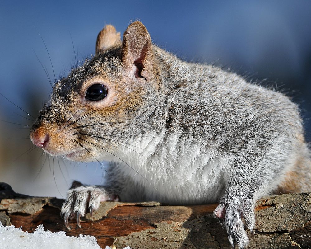 Gray squirrel. Original public domain image from Flickr