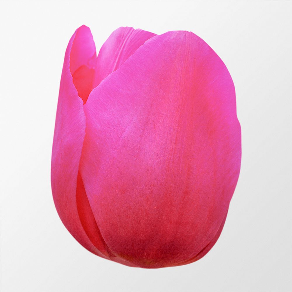 Blooming pink tulip, flower sticker psd