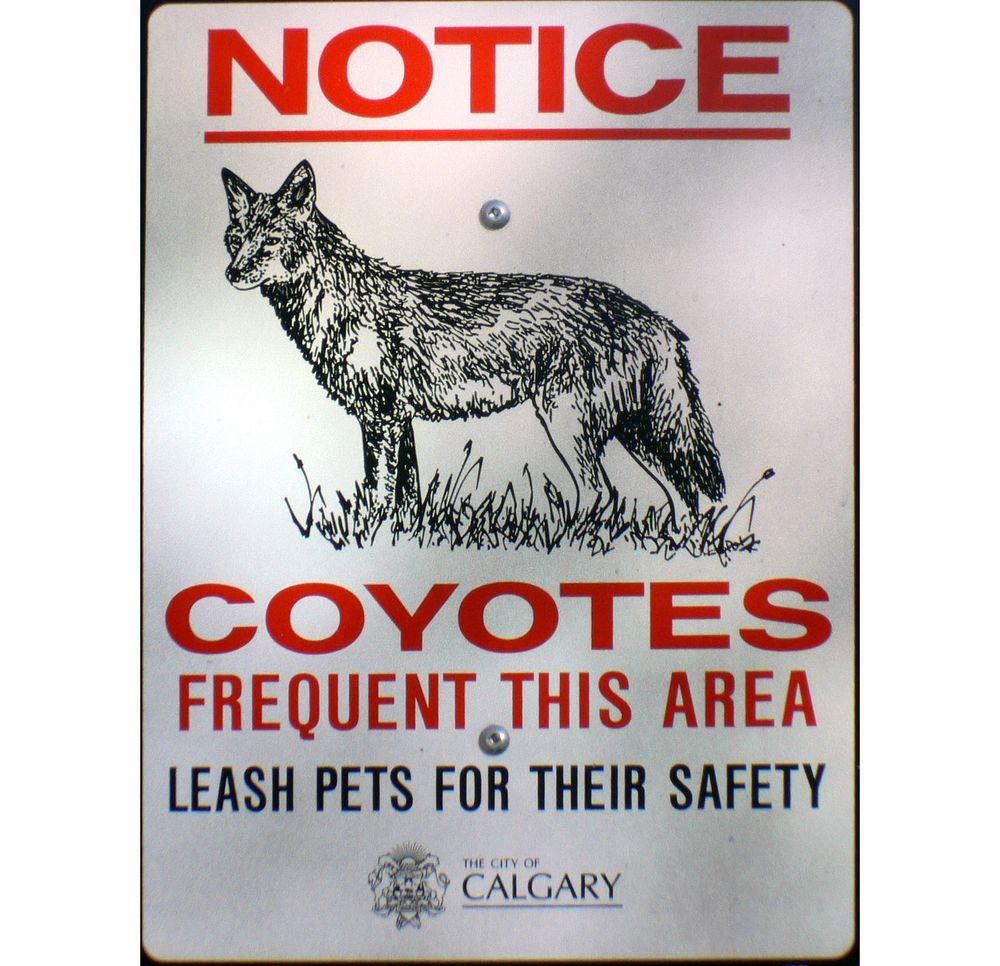 Coyote warning sign, forest area. Original public domain image from Flickr