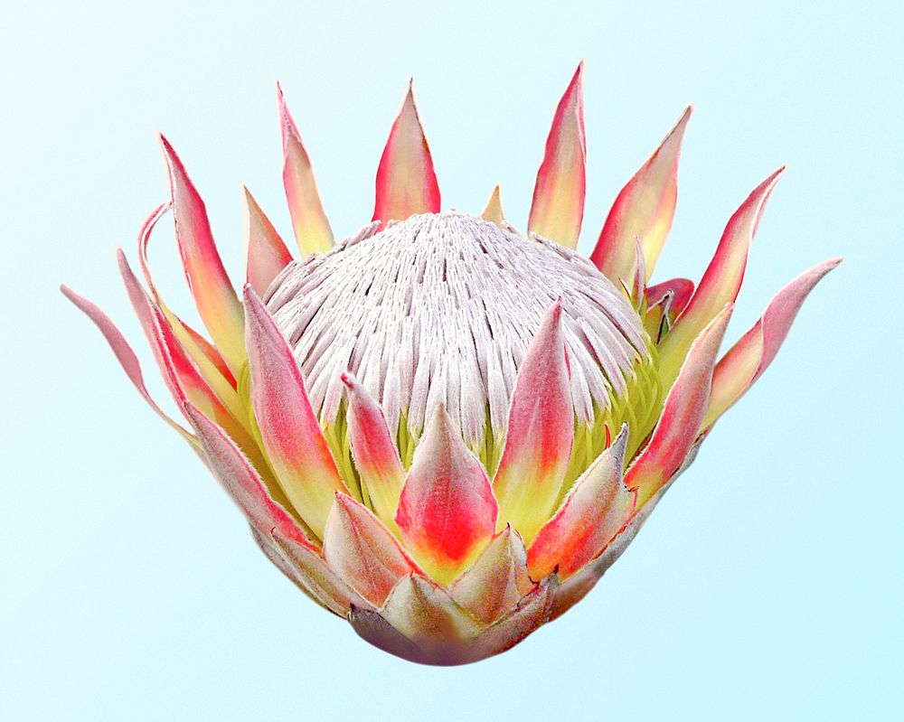 East Cape protea, flower clipart