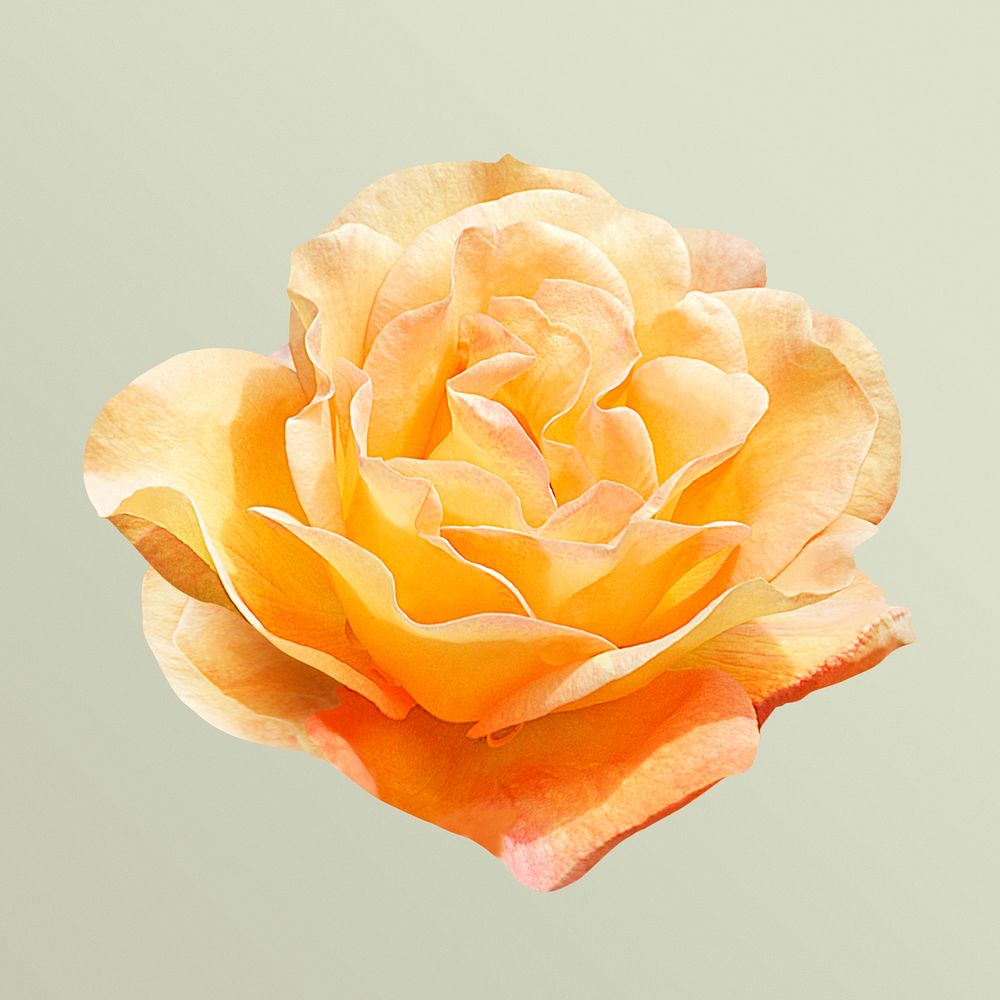 Burma star rose, orange flower collage element psd