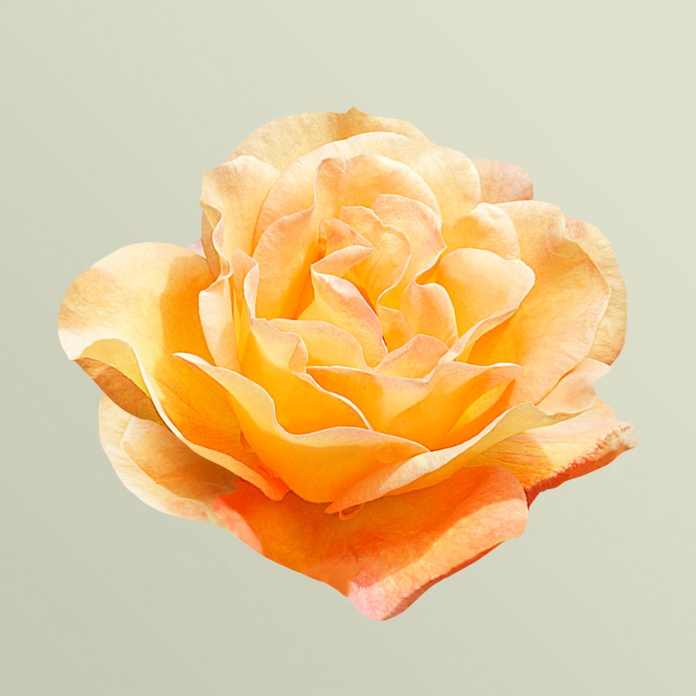 Burma star rose, orange flower clipart