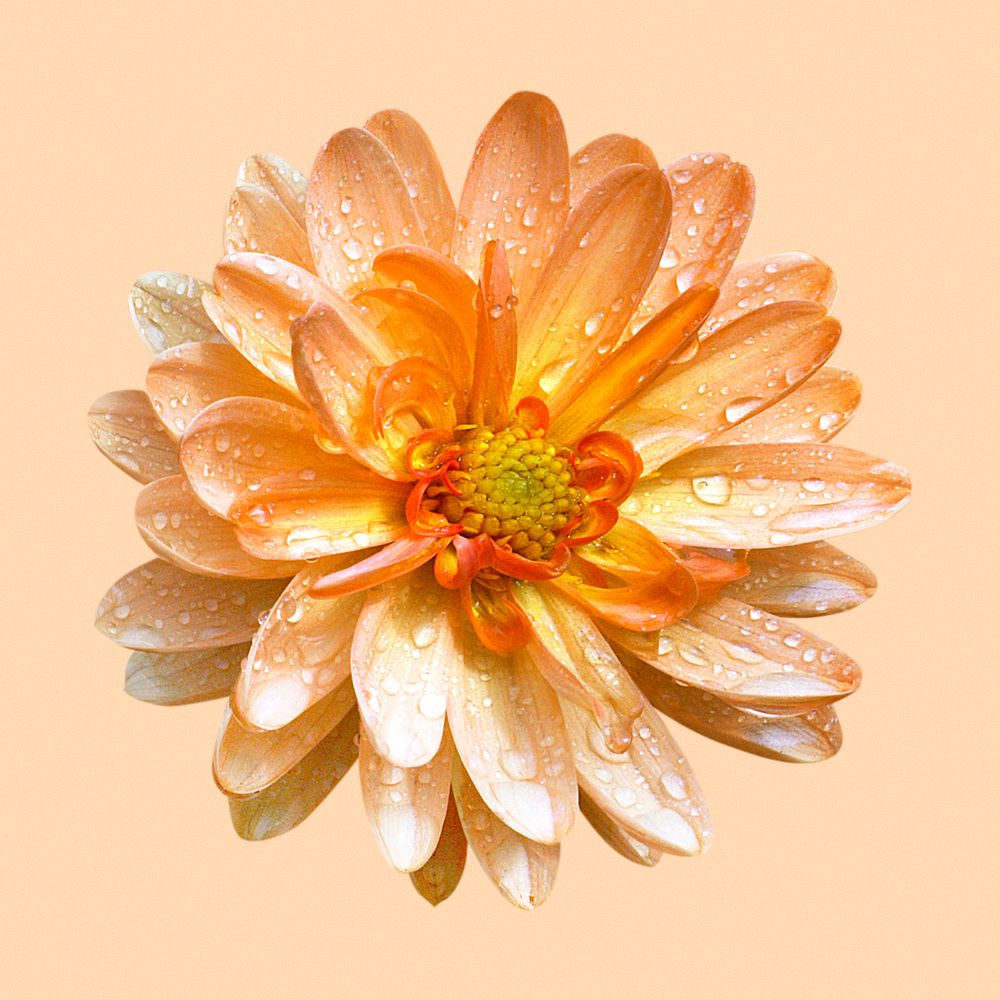 Orange dahlia, flower collage element psd