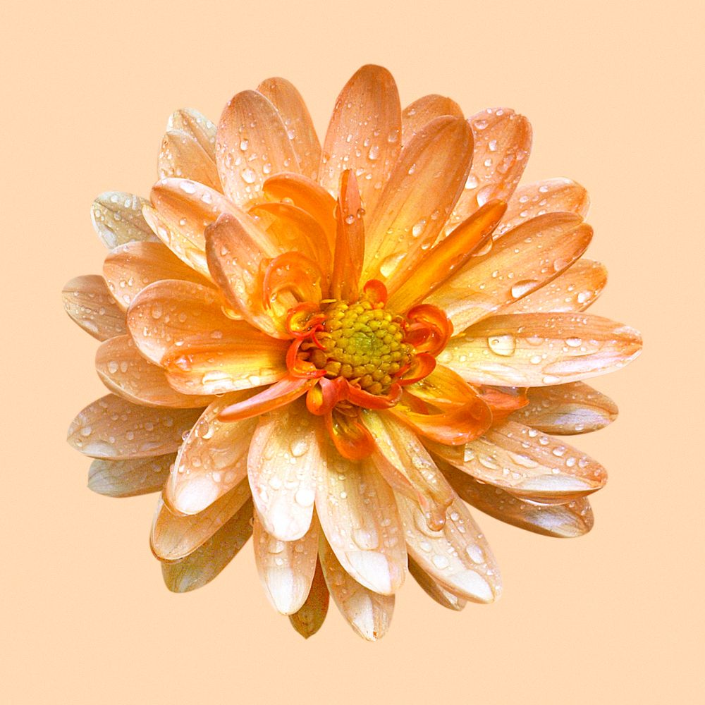 Orange dahlia with water drops, flower clipart