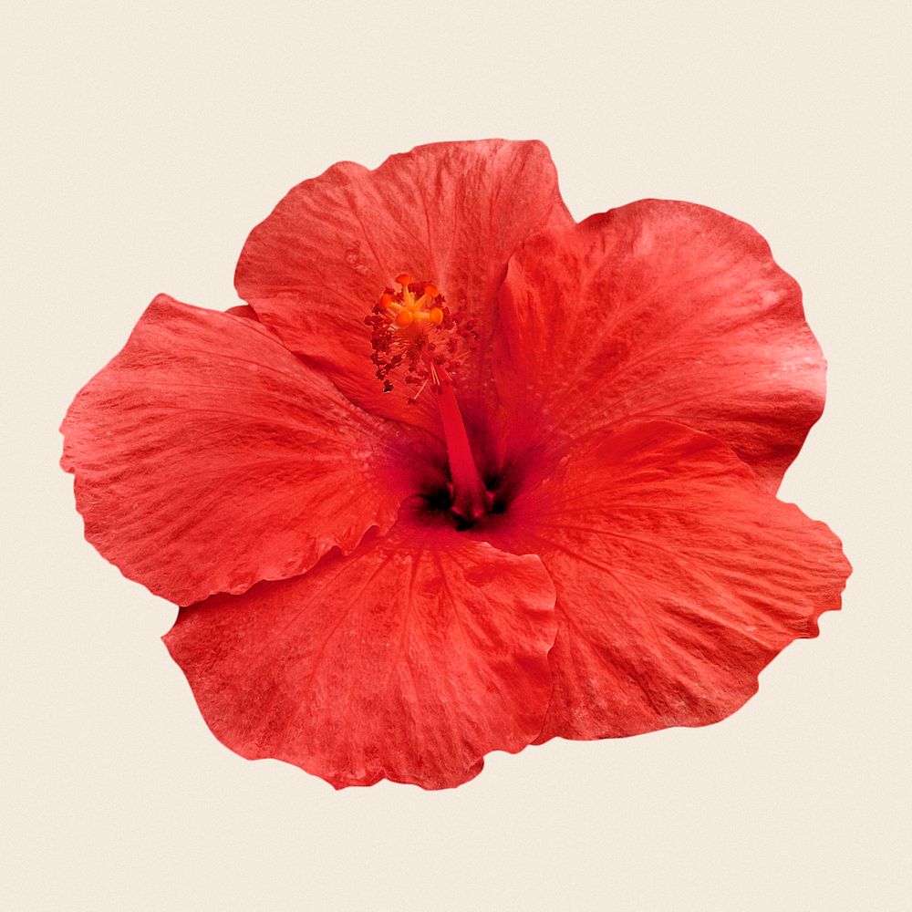 Red hibiscus, spring flower clipart