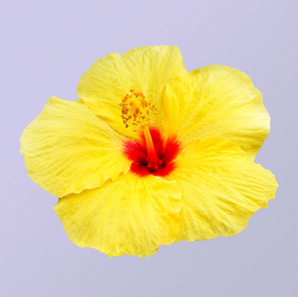Blooming yellow hibiscus, spring flower clipart
