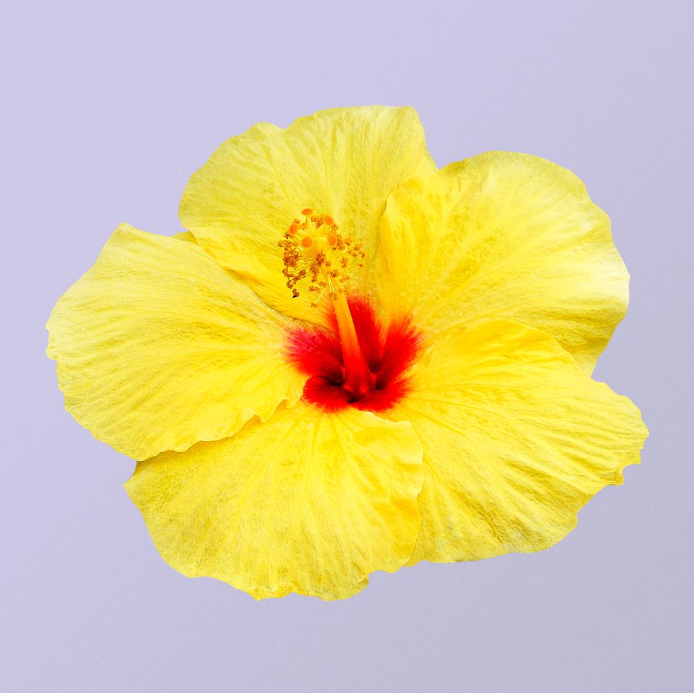 Yellow hibiscus, flower collage element psd