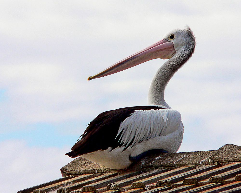 Pelican on the roof.