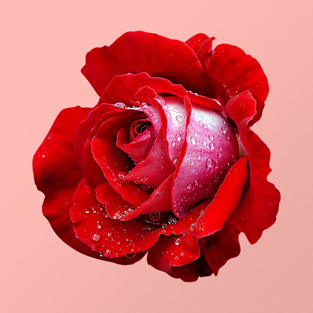 Red rose, wet valentine's flower clipart