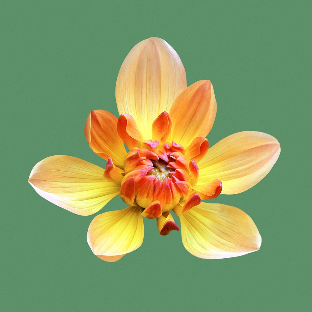 Yellow dahlia Margaret Haggo, flower collage element psd