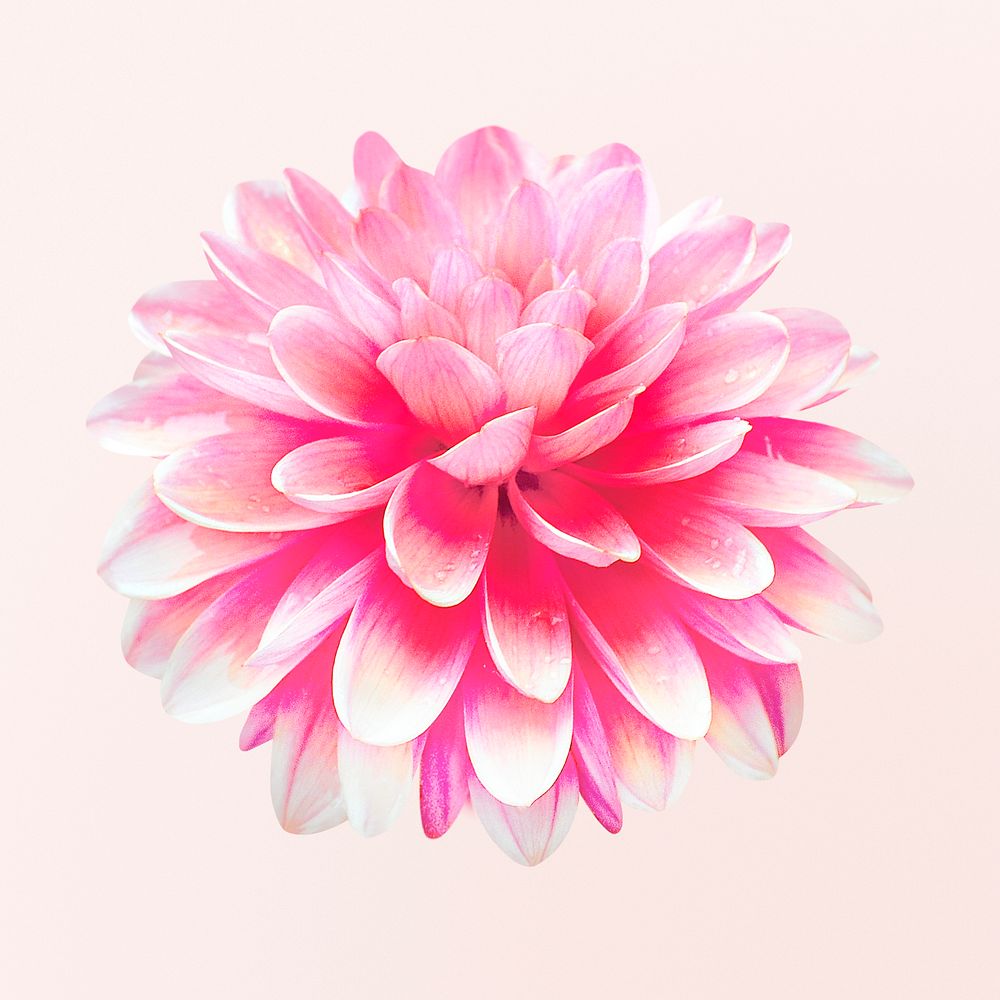 Pink terracotta dahlia, flower clipart