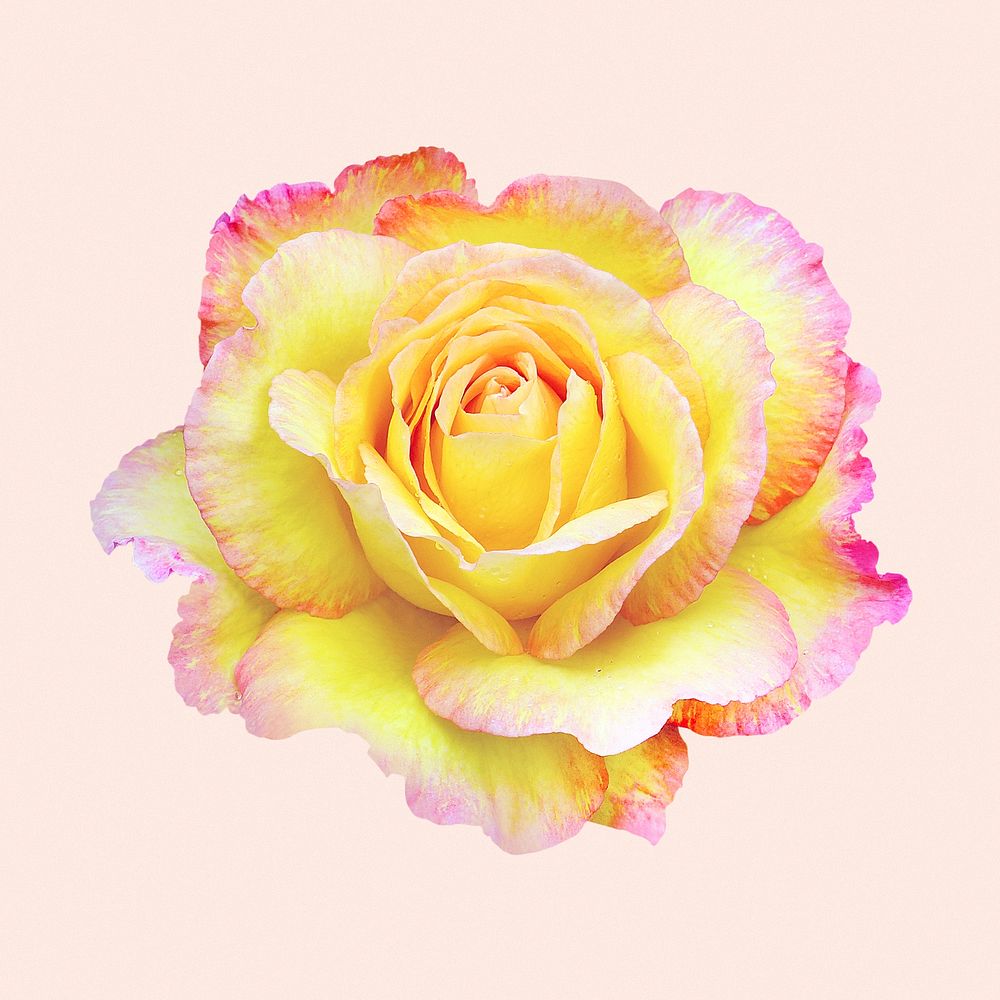 Yellow rose, flower collage element psd