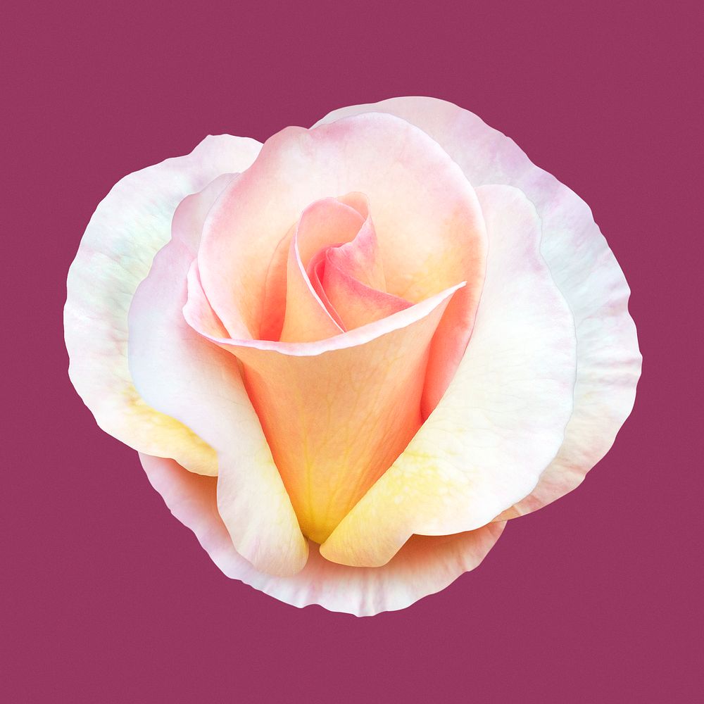 Pink and yellow rose, flower collage element psd