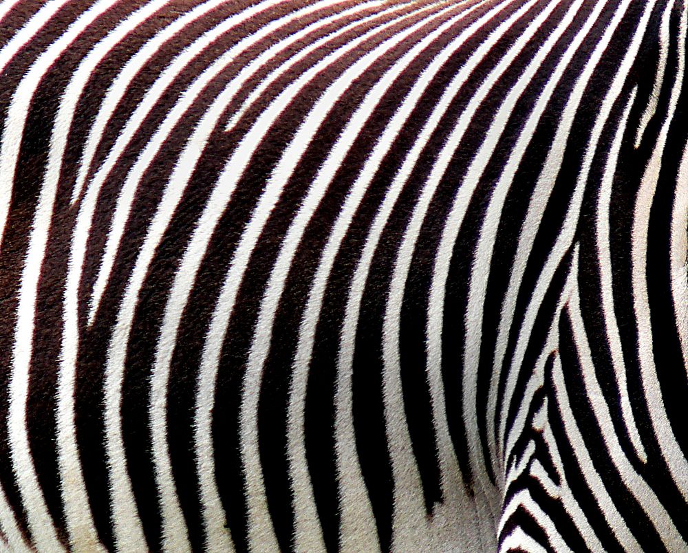 Zebra stripes close up, black and white. Original public domain image from Flickr