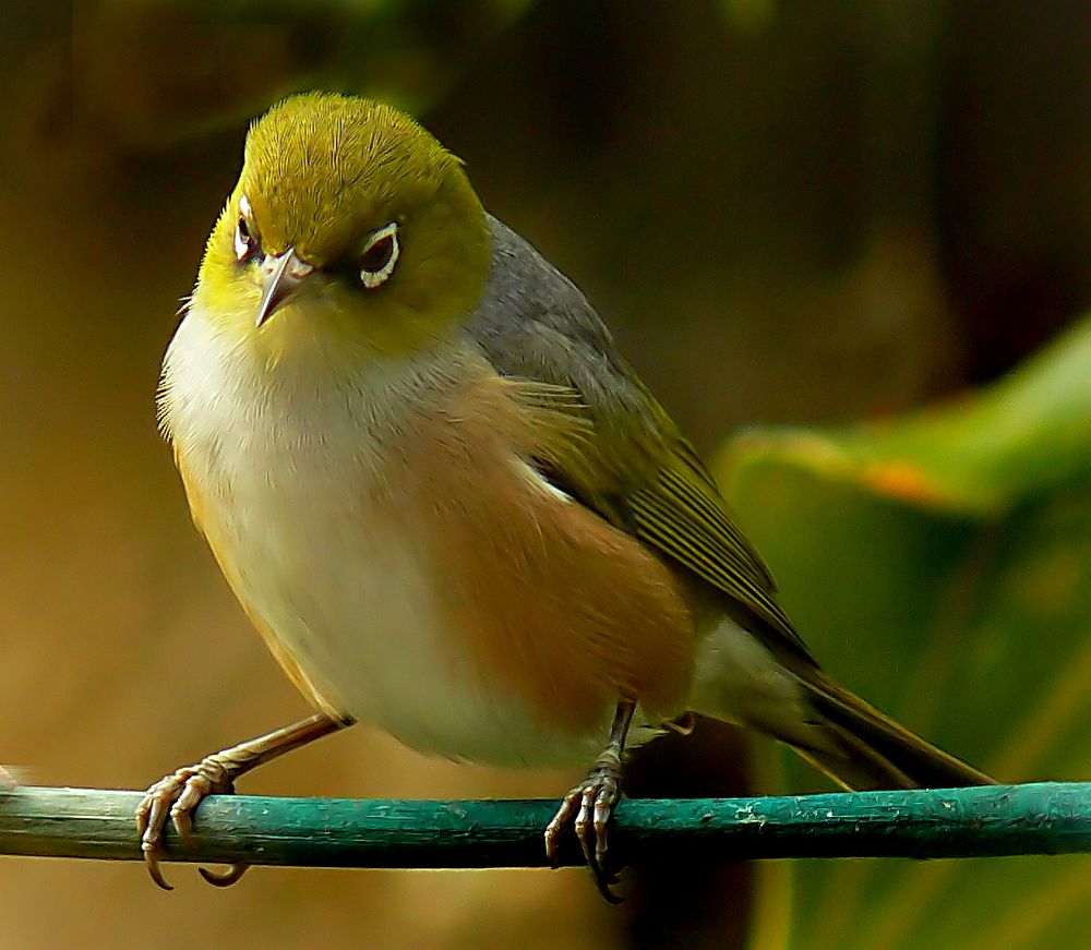 Silvereye. NZThe silvereye or wax-eye (Zosterops lateralis) is a very small omnivorous passerine bird of the south-west…