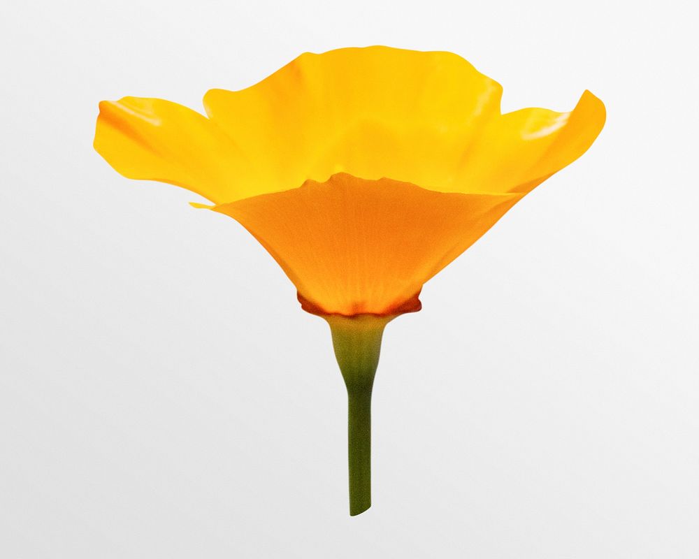 Blooming yellow poppy, flower clipart psd