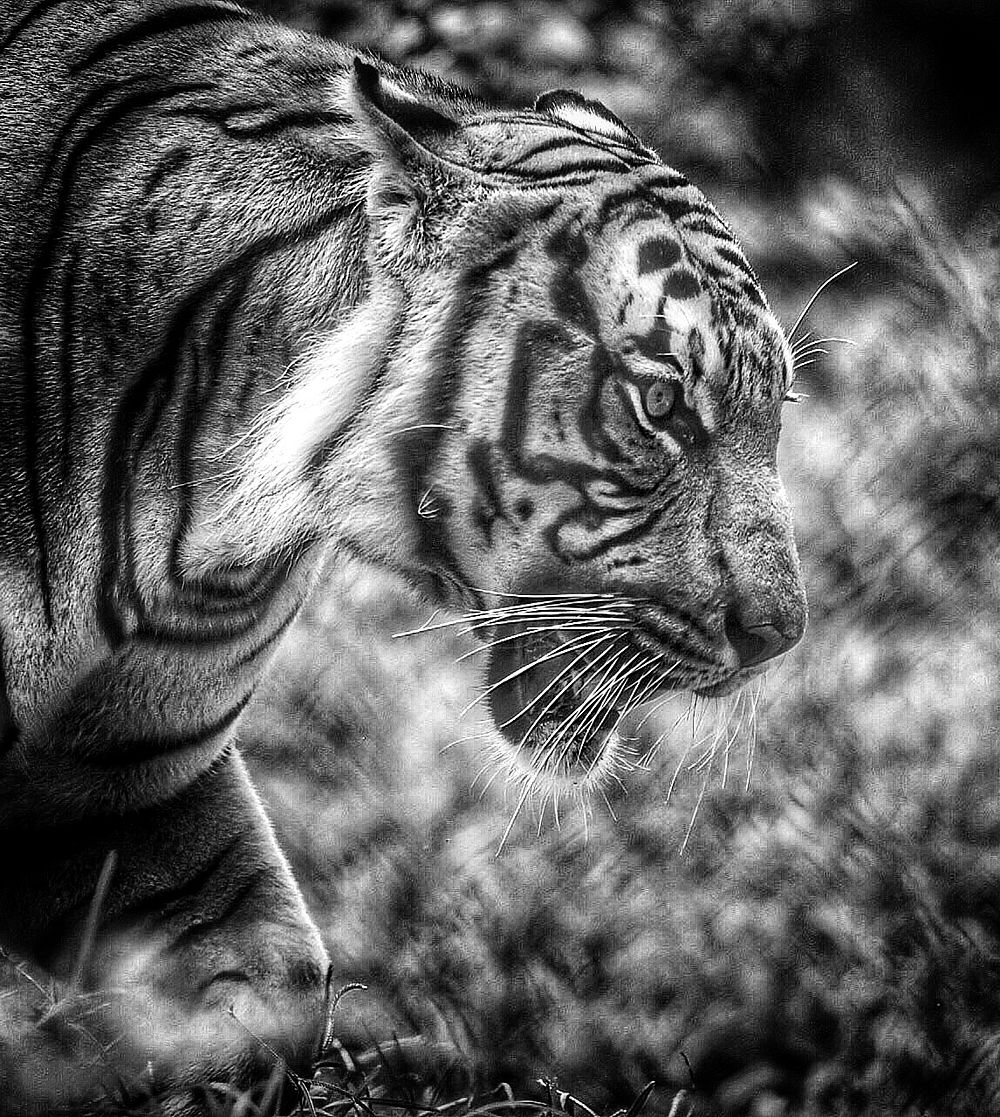 Tiger. Original public domain image from Flickr
