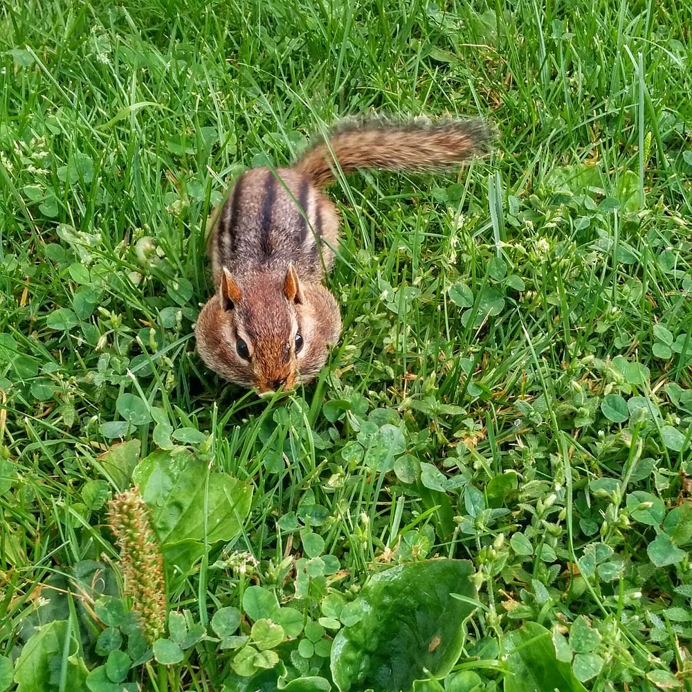 Full CheeksThis chipmunk isn't the least bit shy. It walks up near us, stuffs its cheeks and takes off!Photo by Courtney…