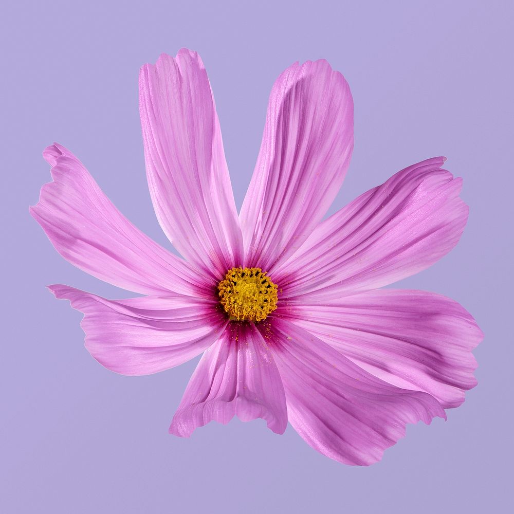 Blooming pink cosmos, spring flower clipart