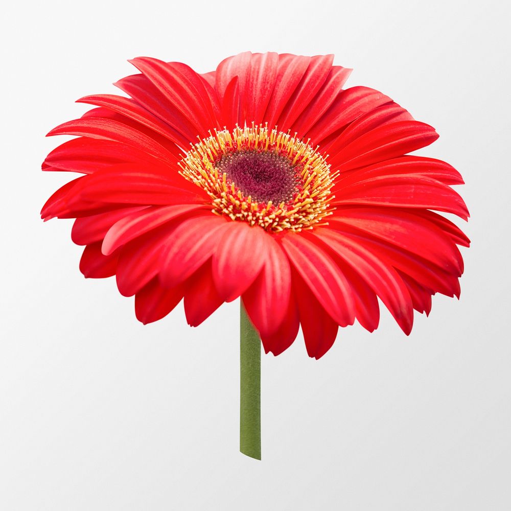 Red gerbera daisy, flower clipart psd