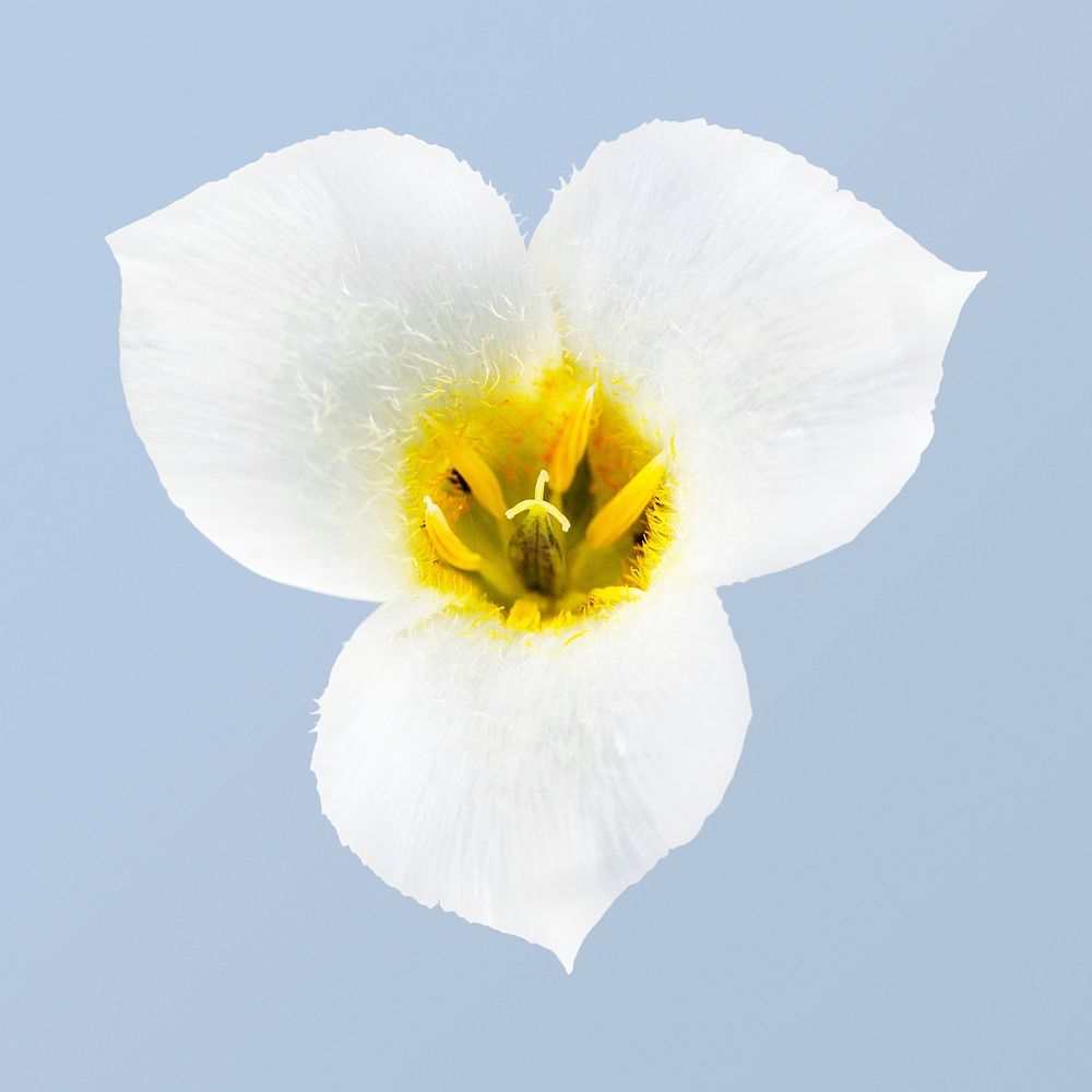 Mariposa Lily, white flower collage element psd