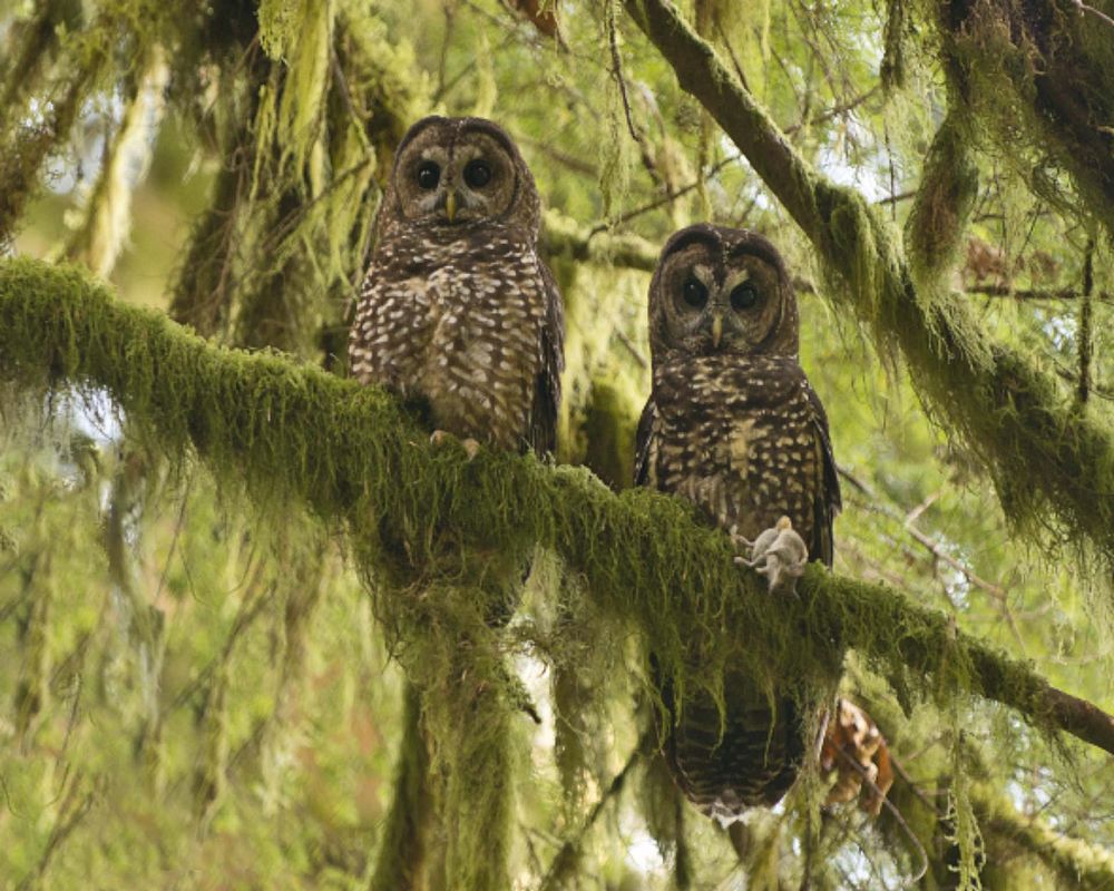 Spotted Owl Couple-Unknown. Original public domain image from Flickr