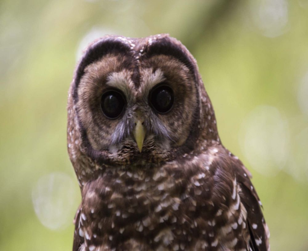 Barred owl in the forest. Original public domain image from Flickr