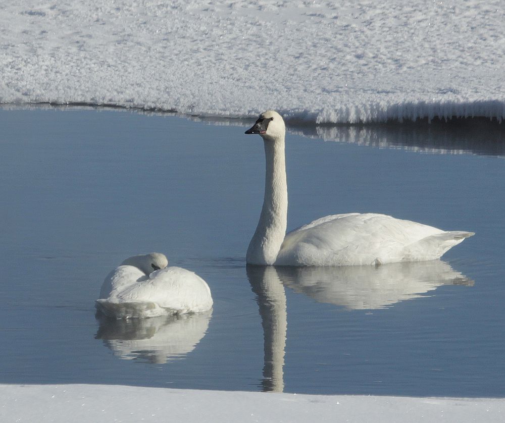 Trumpeter swans on the Yellowstone River in Hayden Valley by Diane Renkin. Original public domain image from Flickr
