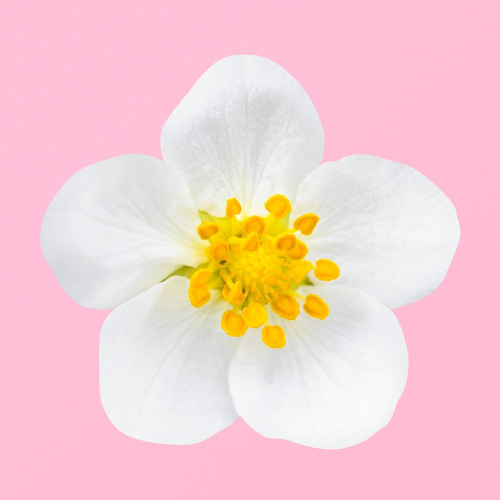 Blooming white strawberry flower clipart
