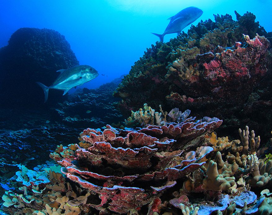 Coral and Ulua found in the Papahānaumokuākea Marine National Monument. Coral reefs found in Papahānaumokuākea are home to…