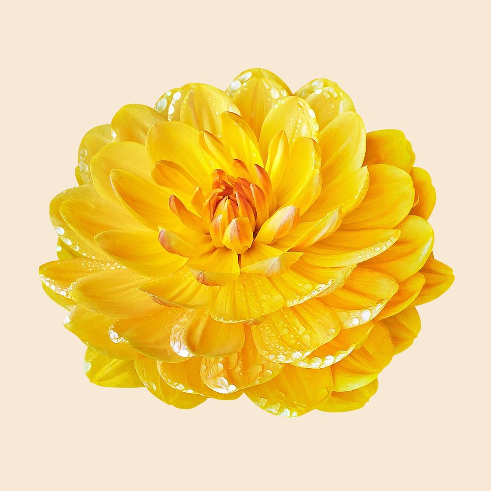 Yellow dahlia, flower collage element psd
