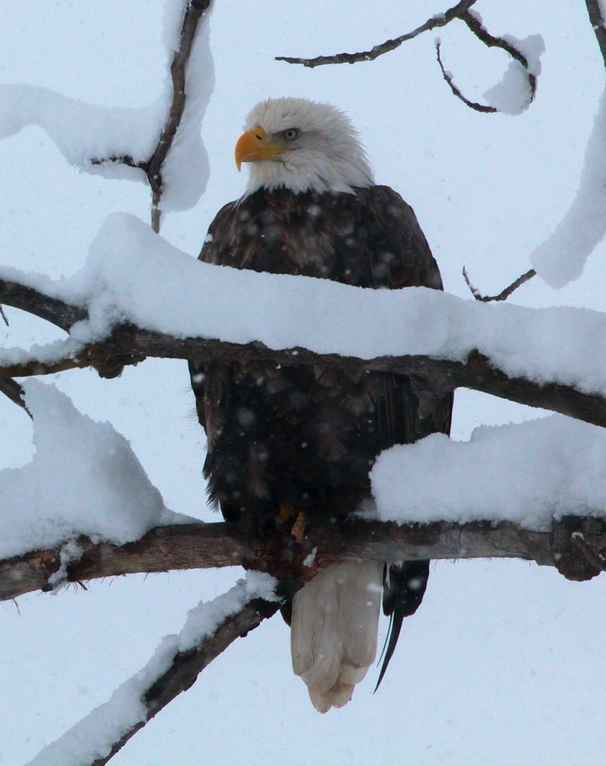 Adult Bald Eagle perching on Snow Covered Branch in Winter on the Fremont Winema National Forest. Original public domain…