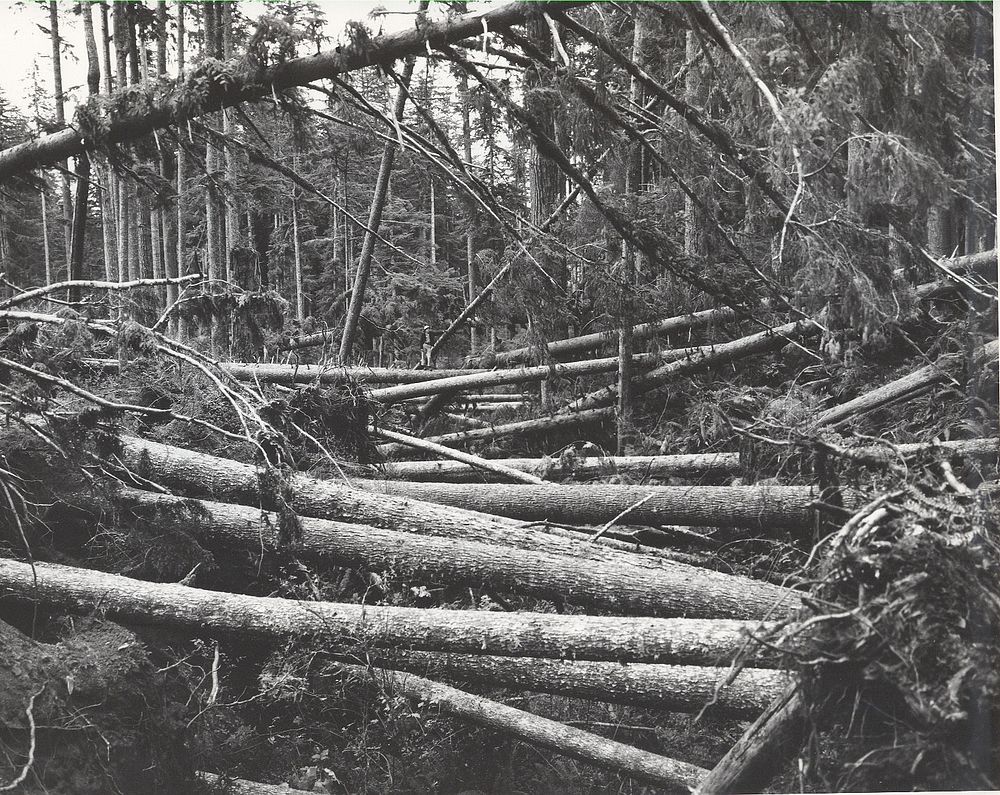Siuslaw National Forest Historic Photos. Original public domain image from Flickr