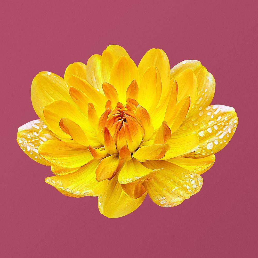 Wet yellow waterlily dahlia, flower collage element