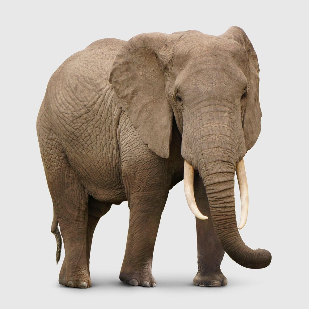 African elephant sticker, animal design psd