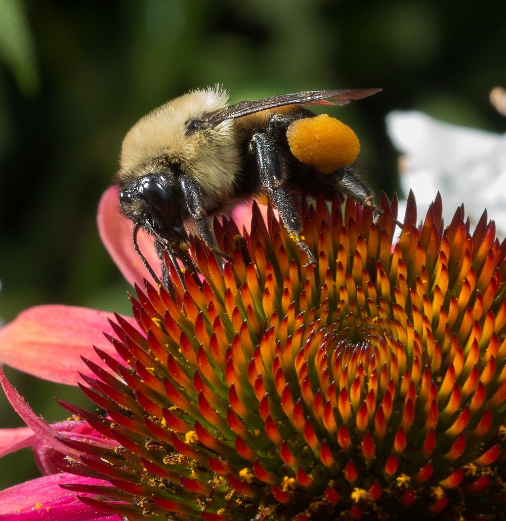 Pollinator plants and insects (such as this Echinacea and bumblebee) are busy gathering pollen an area of the People's…